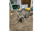 Adopt Theo a Gray, Blue or Silver Tabby Domestic Shorthair / Mixed (short coat)