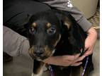 Adopt Petey a Brown/Chocolate - with Black Shepherd (Unknown Type) / Mixed dog