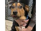 Adopt Petal a Black - with Brown, Red, Golden, Orange or Chestnut Shepherd