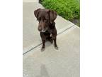 Adopt Silvio a Brown/Chocolate Labrador Retriever / Mixed dog in Olathe