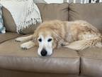 Adopt Ranger a Red/Golden/Orange/Chestnut Golden Retriever / Mixed dog in