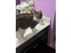 Adopt Amber a Black & White or Tuxedo American Shorthair / Mixed (short coat)