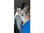Adopt Coffee (Bean) a White - with Red, Golden, Orange or Chestnut Pomeranian /