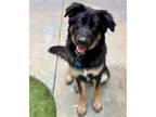 Adopt MAX a Tricolor (Tan/Brown & Black & White) Bernese Mountain Dog / Shepherd