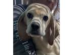 Adopt Jake a Tan/Yellow/Fawn - with White American Cocker Spaniel / Cocker
