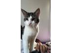 Adopt Trjegul a Black & White or Tuxedo Domestic Shorthair / Mixed (short coat)