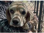 Adopt Jack a Tan/Yellow/Fawn - with White Cocker Spaniel / Mixed dog in Silver