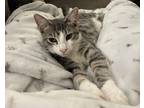 Adopt Robin a Gray, Blue or Silver Tabby Domestic Shorthair (short coat) cat in