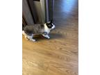 Adopt Jack a Cream or Ivory (Mostly) American Shorthair / Mixed (short coat) cat
