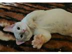 Adopt Rexie a White (Mostly) Siamese / Mixed (short coat) cat in Arden