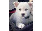 Adopt Arctic a White - with Tan, Yellow or Fawn Golden Retriever / Husky / Mixed