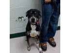 Adopt ANGIE a Brown/Chocolate Rottweiler / Mixed dog in Chicago Ridge