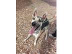 Adopt JETHRO a Brindle Belgian Malinois / Mixed dog in Upland, CA (36610209)