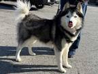 Adopt ALPHA a Gray/Silver/Salt & Pepper - with White Alaskan Malamute / Mixed