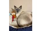 Adopt Tayla a Siamese