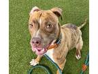 Adopt CALLA a American Staffordshire Terrier