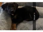 Adopt GIRLY a Rottweiler