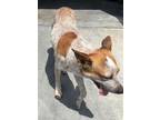 Adopt JOLLEY a Catahoula Leopard Dog