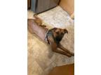 Adopt Whiskey a German Shepherd Dog