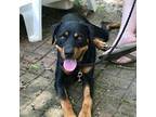 Adopt Nakia a Rottweiler