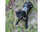 Adopt Prixie a Pit Bull Terrier