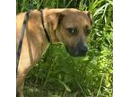 Adopt Harper a Boxer, Mixed Breed