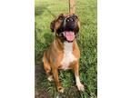 Adopt MOLLY a Boxer, Staffordshire Bull Terrier