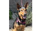 Adopt Jewelee a Doberman Pinscher, German Shepherd Dog