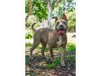 Adopt Daphne a American Staffordshire Terrier