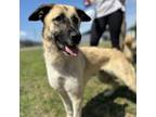 Adopt Scarlett a Leonberger, German Shepherd Dog