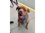 Adopt Jessie (Jessie Dunn) a Dogue de Bordeaux, Mixed Breed