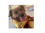Adopt Celosia a Golden Retriever, Chow Chow