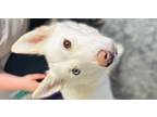 Adopt Porsche a Husky