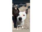 Adopt Lyla a Pit Bull Terrier
