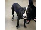 Adopt Crickett a Border Collie