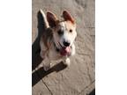 Adopt Minnie a Mixed Breed
