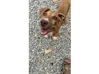 Adopt Yara a Labrador Retriever, Pit Bull Terrier