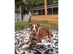 Adopt Craven a Labrador Retriever, Pit Bull Terrier