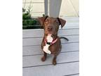 Adopt Sparrow a Labrador Retriever, Pit Bull Terrier