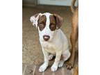 Adopt Dove a Labrador Retriever, Pit Bull Terrier