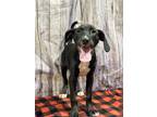 Adopt Eclipse a Labrador Retriever, Pit Bull Terrier