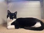 Adopt Tux a Domestic Short Hair