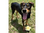 Adopt DRAKE a Mixed Breed
