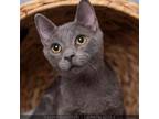 Adopt Pipsqueak a Domestic Short Hair