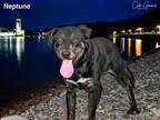 Adopt NEPTUNE a Mixed Breed