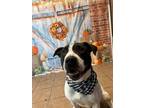 Adopt JJ a Pit Bull Terrier