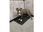 Adopt Lucas a Staffordshire Bull Terrier