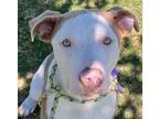 Adopt Leonard a Staffordshire Bull Terrier