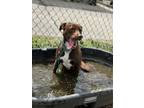 Adopt Mocha a Brown/Chocolate Labrador Retriever / Mixed Breed (Medium) / Mixed