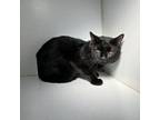 Adopt Ninja a Domestic Short Hair